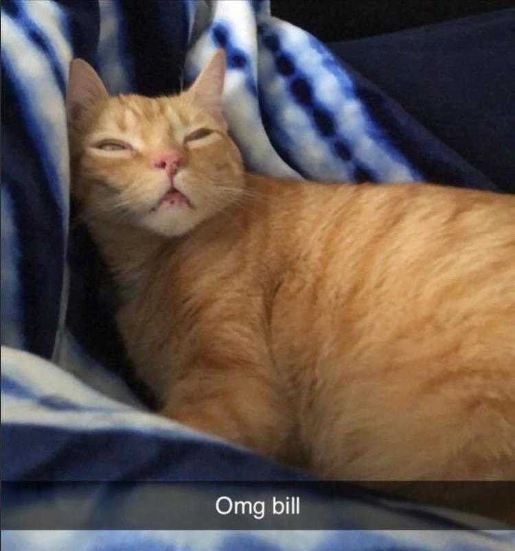 Funny Animal Images With Captions