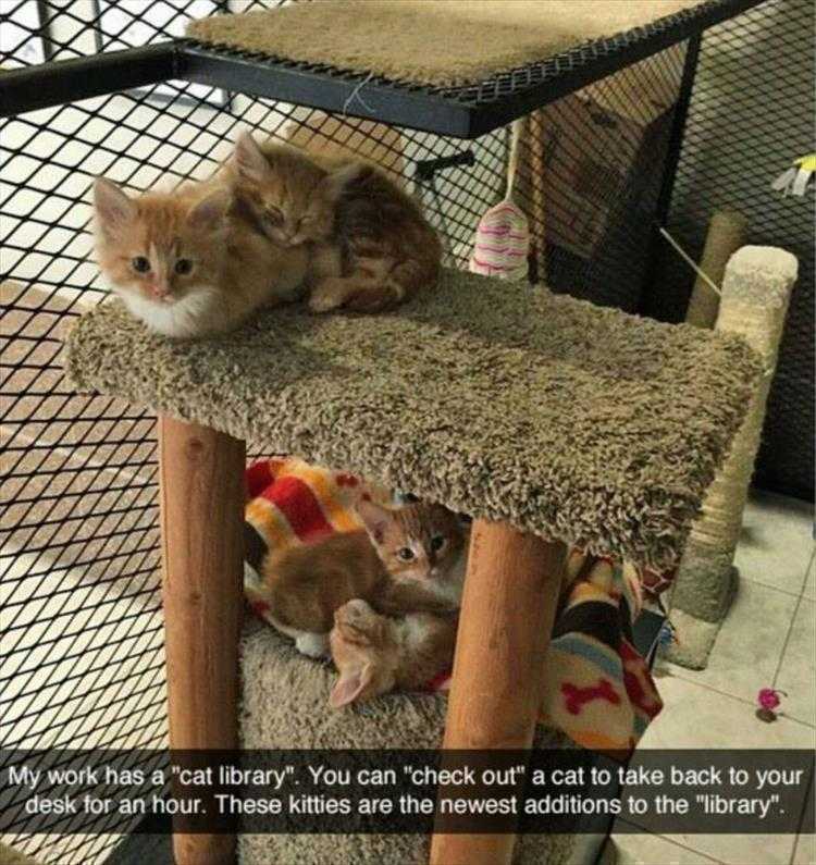 Funny Animal Images With Captions