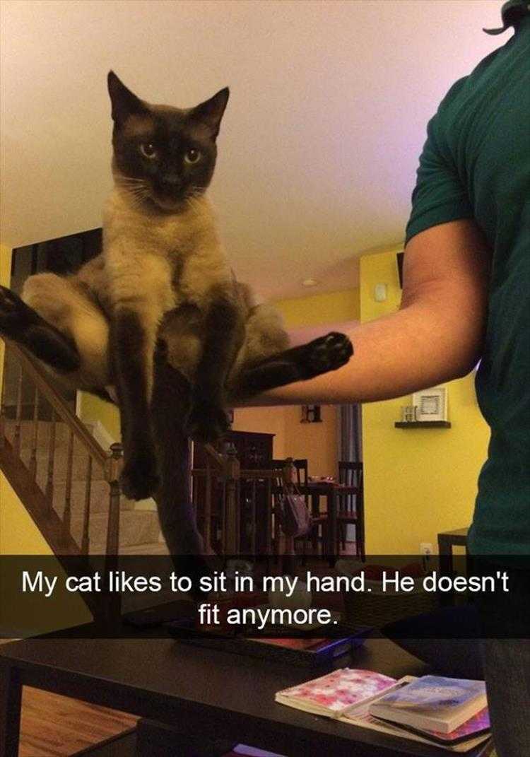 Funny Animal Images With Captions