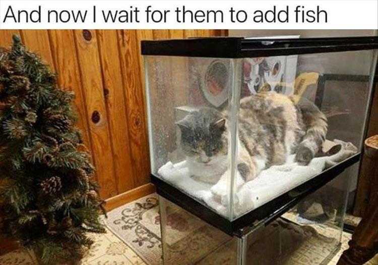 Funny Animal Images With Captions