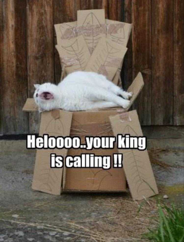 Funny Animal Images With Captions