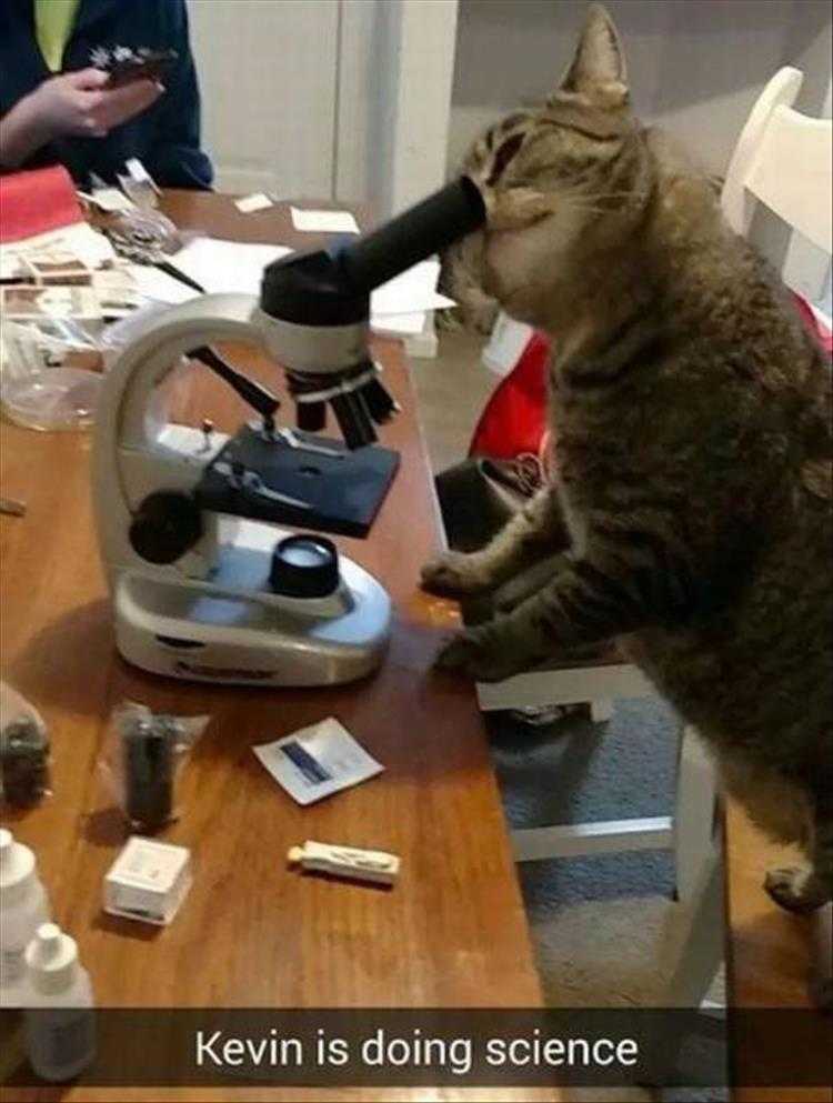 Funny Animal Images With Captions