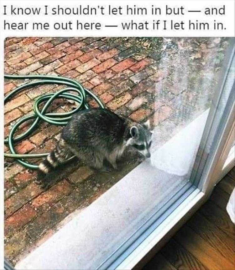Funny Animal Images With Captions
