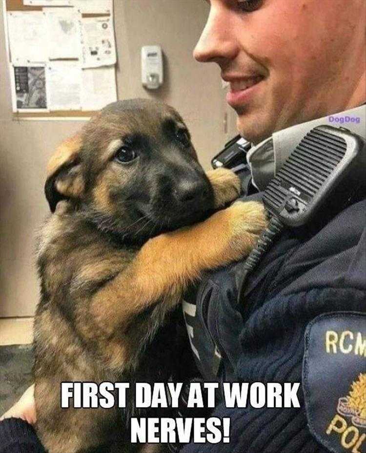 Funny Animal Images With Captions