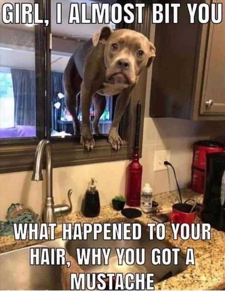 Funny Animal Images With Captions