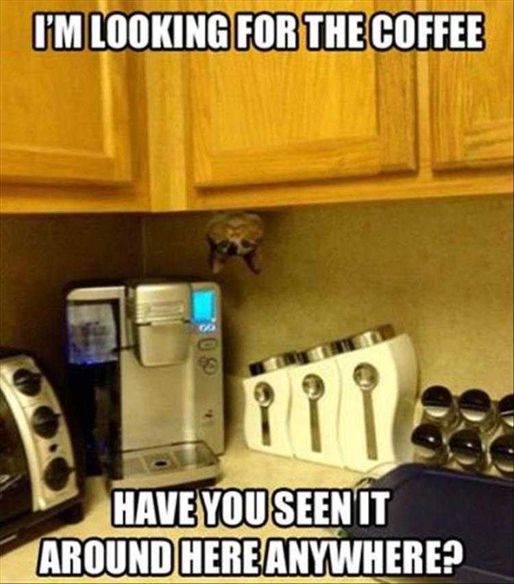 Funny Animal Images With Captions