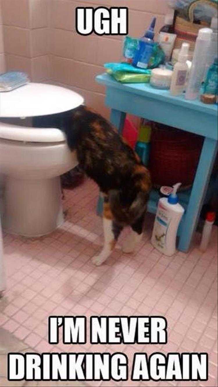 Funny Animal Images With Captions