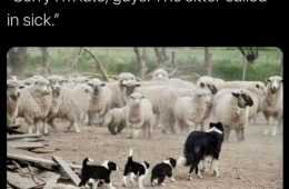 Funny Animal Images With Sayings