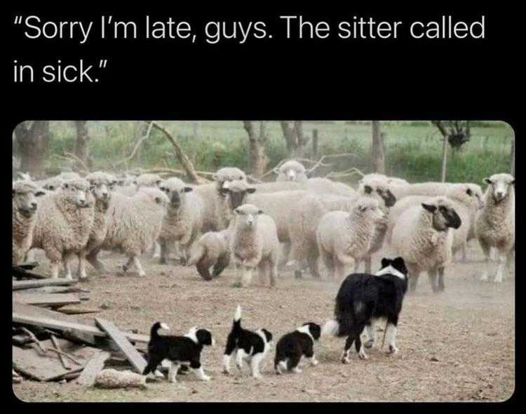 Funny Animal Images With Sayings