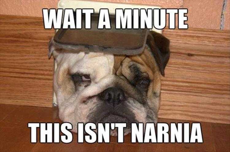 Funny Animal Images With Sayings
