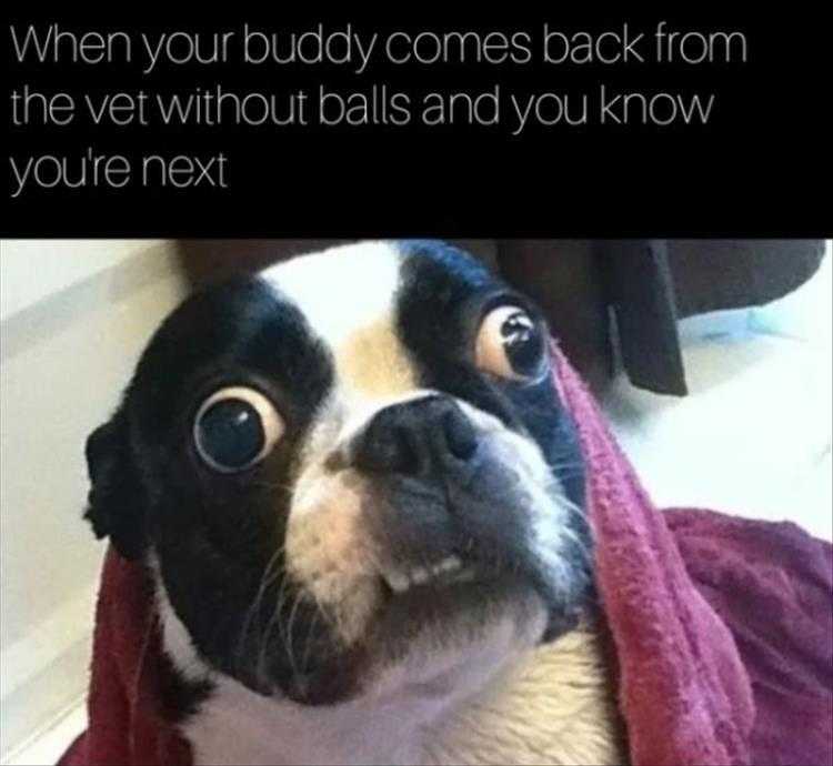 Funny Animal Images With Sayings
