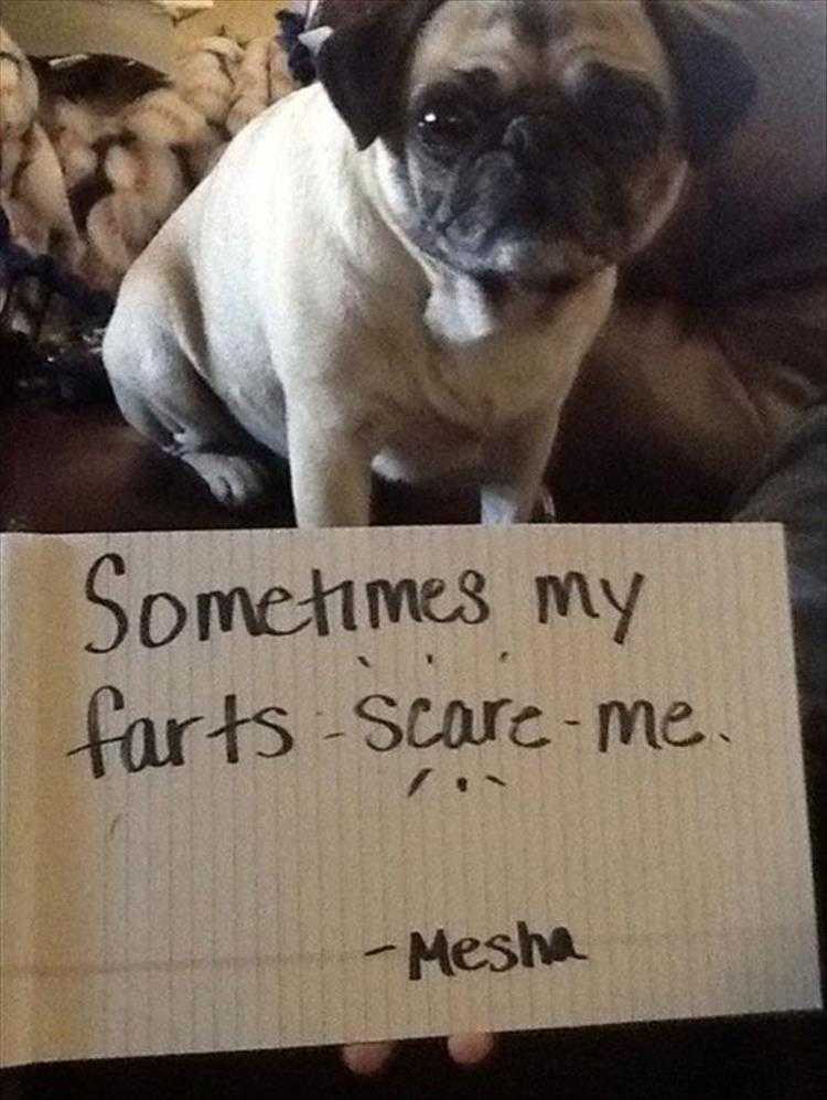 Funny Animal Images With Sayings