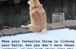 30 Hilarious Animal Pictures With Quotes