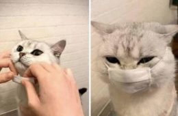 Top 30 Funny Animal Memes Of The Day 60575F634246C