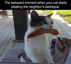 Top 32 Funny Animal Memes Of The Day_605Ca56781389.Jpeg Funny Animal Easter Memes