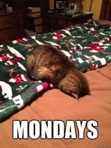 15 Hilarious Cats Who Understand The Monday Mood