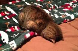 15 Hilarious Cats Who Understand The Monday Mood