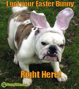 20 Funny Dog Easter Memes To Enjoy While You Binge Eat Easter Eggs