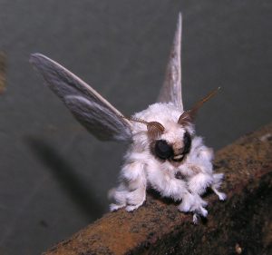 5Af55C90Bf725_4207478815_46F9041046_O__700 Bizarre Animals
