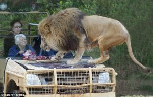 Att00031 Amazing Posts About Animals