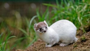 Adorable Stoat Pose
