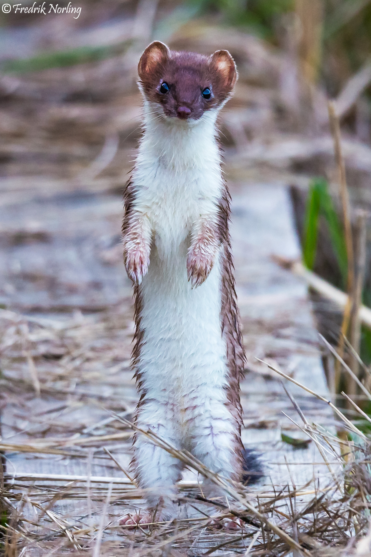 Stoat Pictures Shareable