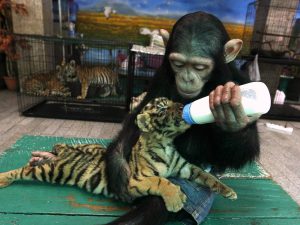Chimp-And-Tiger Amazing Posts About Animals
