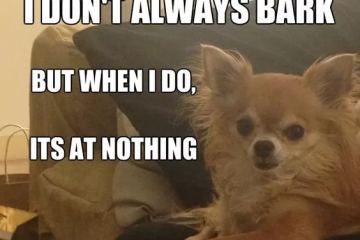 Chihuahua Meme Nothing
