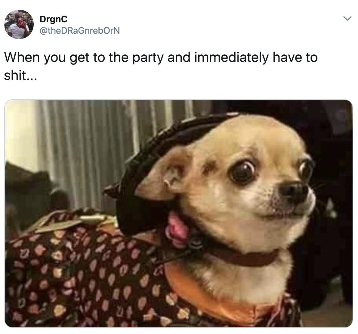 Cutest Chihuahua Memes