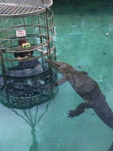 Croc Amazing Posts About Animals