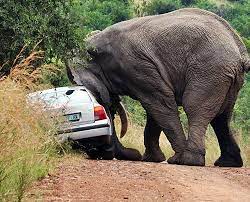 Images (1) 20 Amazing Posts About Animals Close Encounters