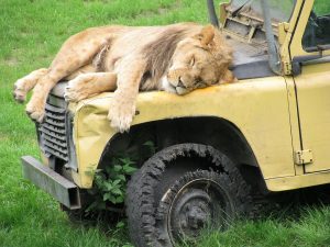 Lion-2649150_960_720 20 Amazing Posts About Animals Close Encounters