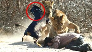 Maxresdefault 20 Amazing Posts About Animals Close Encounters