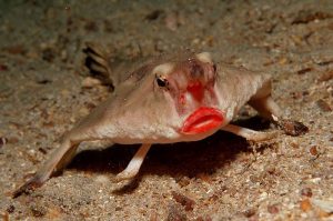 Strange-Unusual-Animals-1-5Af54F4864F7A__700 Bizarre Animals