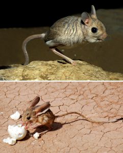 Strange-Unusual-Animals-24-5Af5A634067D1__700 Bizarre Animals