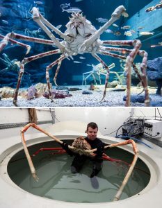 Strange-Unusual-Animals-25-5Af5Aac9E5Fcd__700 Bizarre Animal