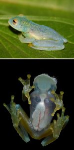 Strange-Unusual-Animals-26-5Af9386D63C6A__700 Bizarre Animals