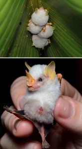 Strange-Unusual-Animals-29-5Af93C4652205__700 Bizarre Animals