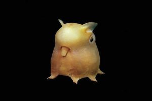 Strange-Unusual-Animals-50-5Af5A54A8B5A0-Png__700 Bizarre Animals