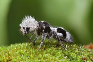 Strange-Unusual-Animals-5Af5534D19Ec8__700 Bizarre Animals
