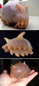 Strange-Unusual-Animals-5Af58C1Bdbffb__700 Bizarre Animal