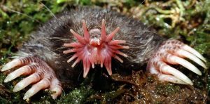 Strange-Unusual-Animals-5Af593F46Cdc2__700 Bizarre Animal