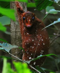Strange-Unusual-Animals-5Af595Bf1008E__700 Bizarre Animals