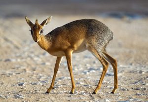 Strange-Unusual-Animals-72-5Af98029E169E__700 Bizarre Animal
