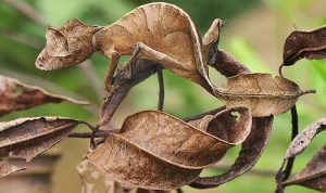 Strange-Unusual-Animals-76-5Af9867680986__700 Bizarre Animals