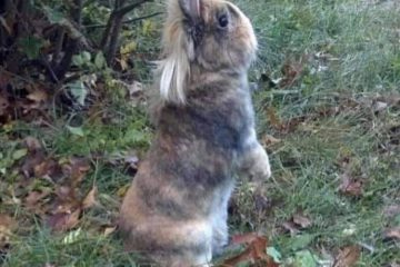 Funniest Animal Memes Pictures