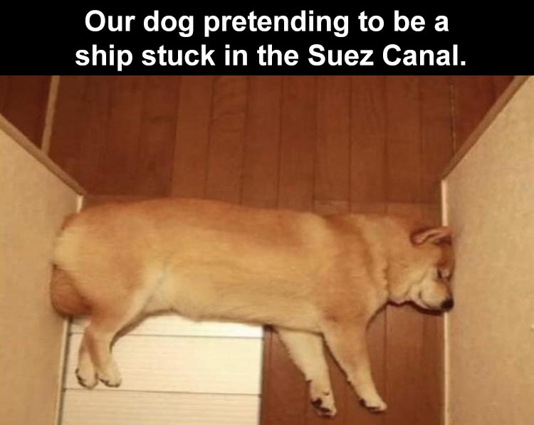 Funniest Animal Memes Pictures Ever  Suez Canal meme