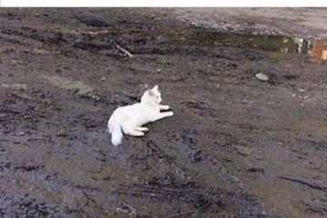 Funny Cute Animal Memes