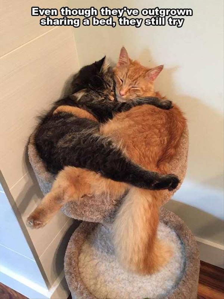 Funny Cute Animal Memes  hugs