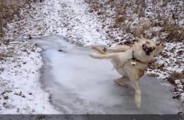 Top 28 Funny Cute Pet Memes